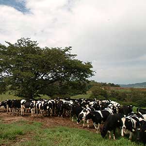 Fazenda Bela Vista - Vacas e Novilhas